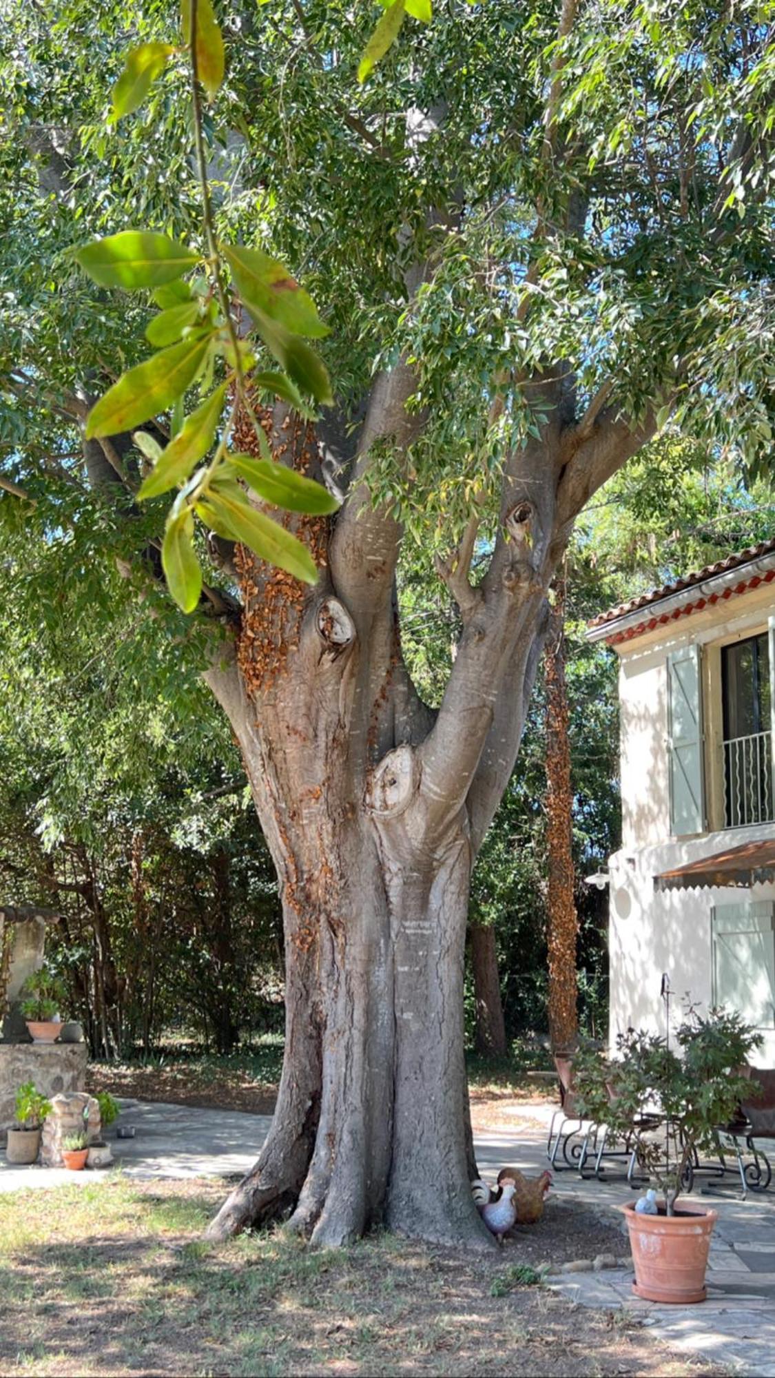 Alpilles Camargue Mas Falabrego Raphèle Eksteriør bilde